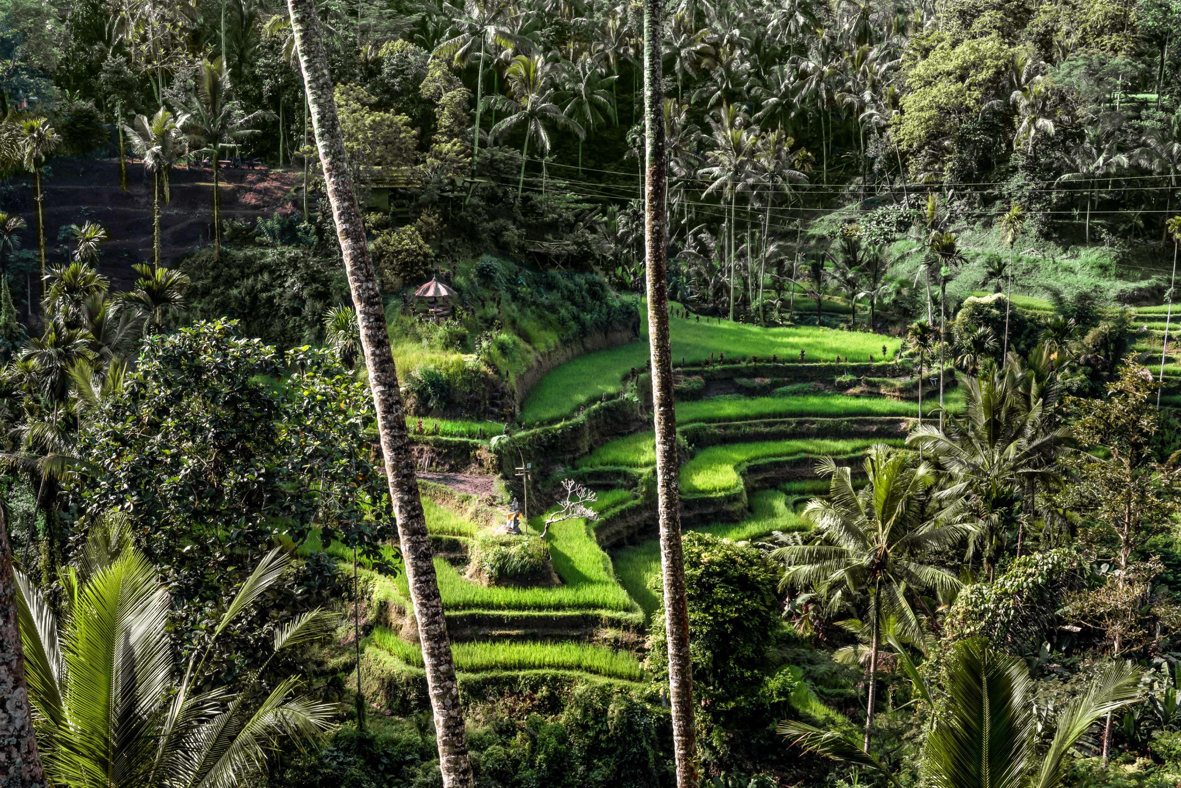 Amandari Hotel Ubud Buitenkant foto